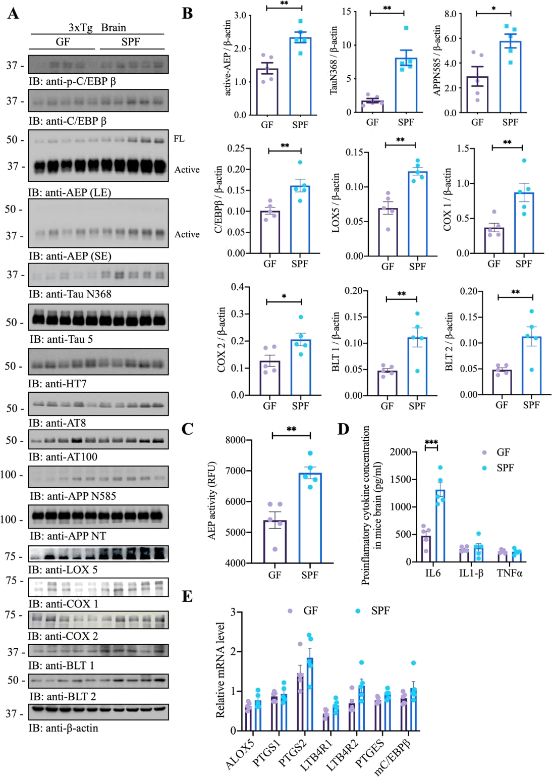 image5.jpg